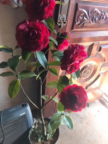 云南茶花云茶玉带紫袍老品种玉带紫袍大理茶花大理名贵茶花包邮