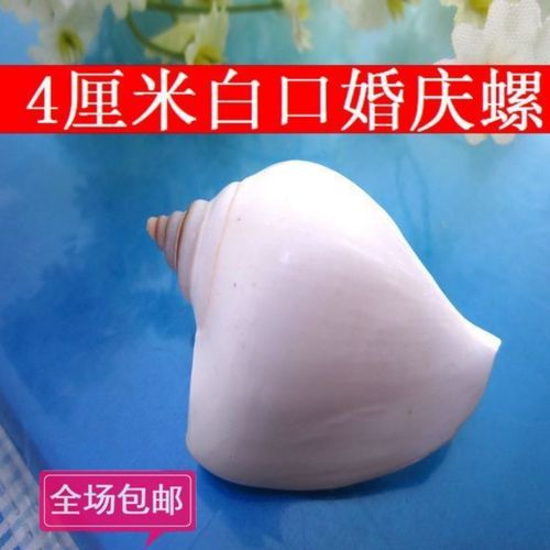 两个白口螺,天然海螺贝壳,4厘米左右