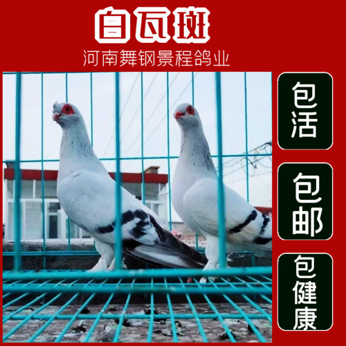 高飞鸽子甘肃白瓦班高飞四川眉山铜麻铜灰高飞鸽子活体种鸽青年鸽