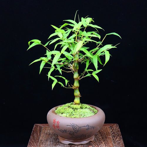 佛肚竹盆栽佛竹罗汉竹小型矮化盆景葫芦竹阳台室内观赏绿植竹子苗