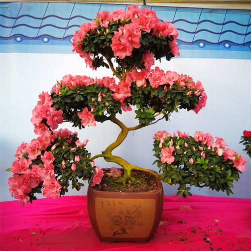 网红植物盆栽好养易活8年老桩富贵游龙造型比利时杜鹃花四季开花