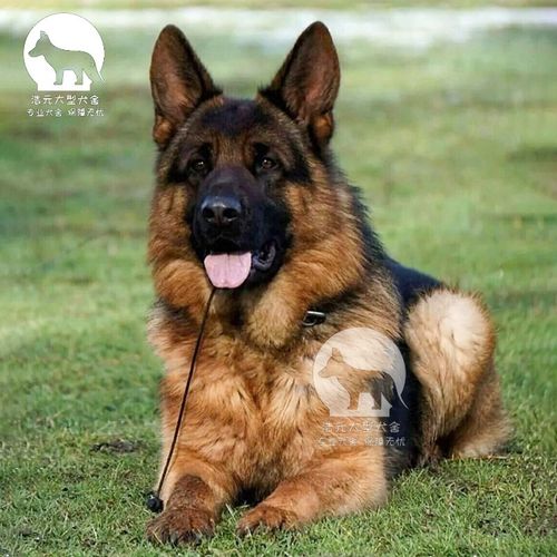 纯种德牧幼犬德国牧羊犬警犬黑背巨型小狼狗幼崽幼犬家养纯种德牧军犬