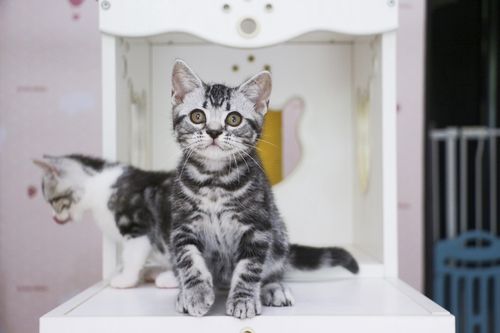 视频在线看猫 cfa美国短毛猫美短标斑纯种猫咪活体