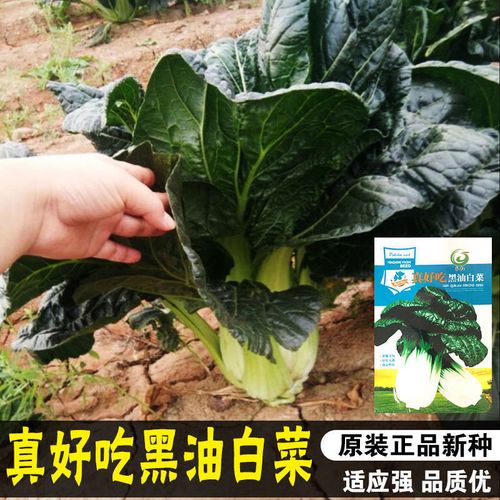 黑油白菜种子黑白菜种籽奶油白菜籽青菜黑油菜秋季四季播蔬菜种孑