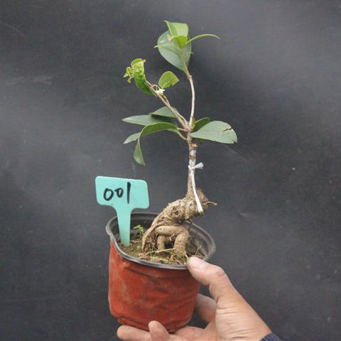 微型桂花  造型桂花 桂花盆景丹桂 金桂 沉香桂 四季桂l123