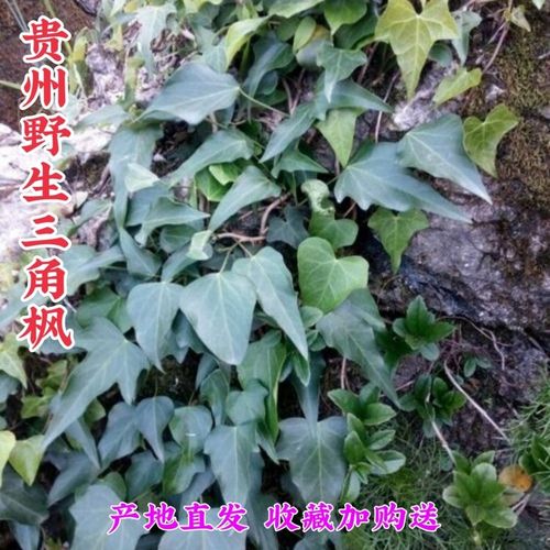 贵州野生中药材常春藤三角风三角枫追风藤钻天风常春腾500g包邮