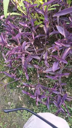 包邮潮汕青草药野生新鲜现采现发紫鸭跖草紫露草紫锦草紫竹梅