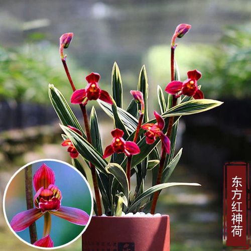 翁源兰花苗带花苞盆栽小型办公桌茶几绿植物金边墨兰东方红神荷
