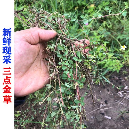 新鲜现采三点金草 三脚虎  斑鸠窝 品字草 三点桃 哮灵草500g包邮