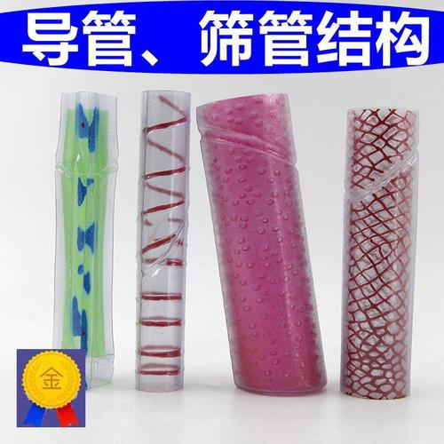 导管筛管模型中学生物老师推荐动植物细胞结构可拆卸叶绿体细胞器