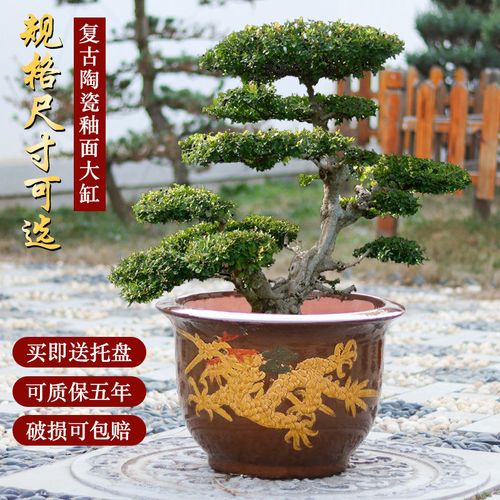 陶瓷大号庭院大花盆特大号码紫砂大圆盆户外铁树龙缸花盆盆景批发