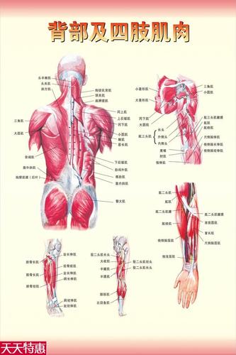《背部及四肢肌肉图》医院大挂图人体经络穴位图中医养生保健海报