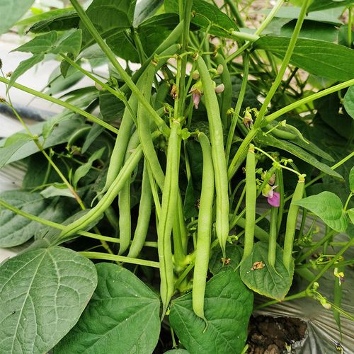 无架四季豆种子早熟高产豆角种籽蔬菜孑盆栽菜豆地豆不搭架扁豆种