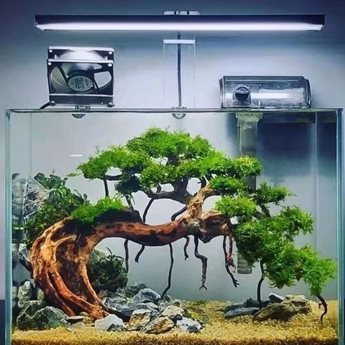 巴西树迎客松莫斯树鱼缸水族箱懒人装饰造景好养水草冷水超白缸