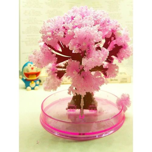 纸树开花迷你圣诞树diy浇水生长结晶创意魔法樱花树儿童礼物装饰