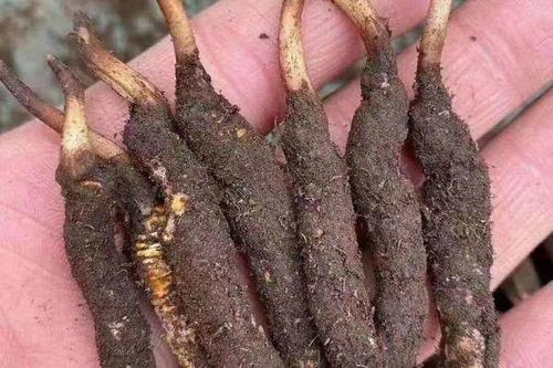 0/斤 冬虫夏草  虫草