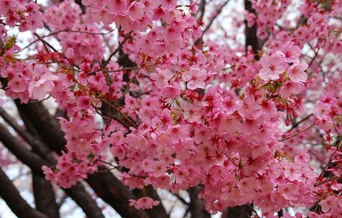 阳光樱 正宗日本樱花树苗寒绯樱冬樱早樱粉色庭院阳台花园盆栽景
