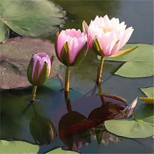 【精选】带花苞四季盆栽睡莲水培植物室内大睡莲根块鱼缸大型池塘莲花