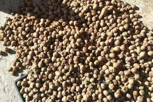 0/斤 5到20克左右花魔芋种子