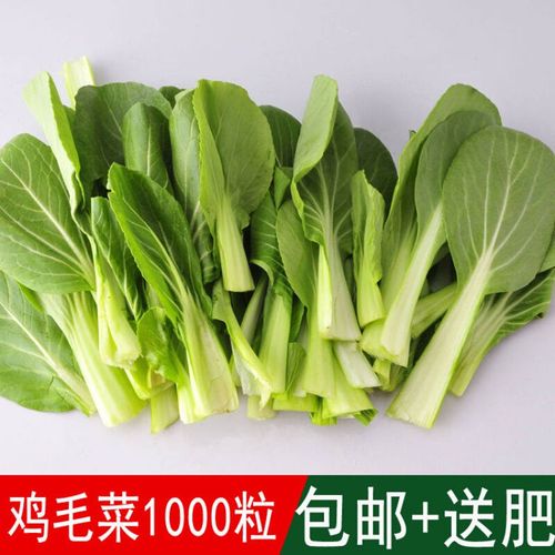 秋季蔬菜籽鸡毛菜种子小青菜小白菜四季可播阳台庭院