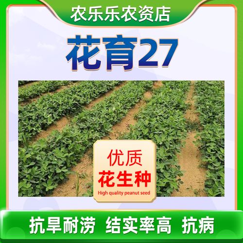 花育27种植新货新品种花生种子出油高手工挑选耐旱含油多优质山东