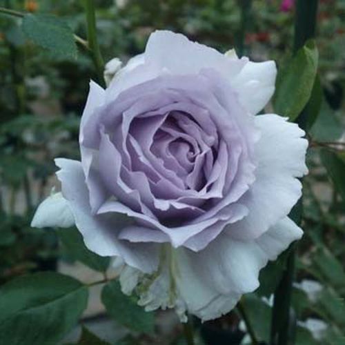 路西法/光之天使lucifer 灌木月季 浓香  枝条较细弱