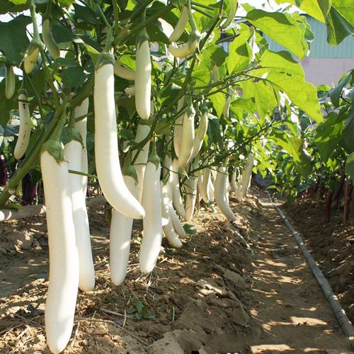水果茄子白茄子白雪公主白长茄种子四季春夏秋盆栽种籽阳台蔬菜籽