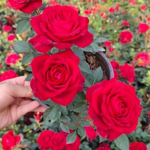 【精品绿植】欧洲月季钻石玫瑰阳台绿植四季开花带花苞庭院盆栽 大盆