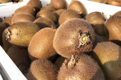 8/箱  新鲜水果徐香猕猴桃海沃德猕猴桃5斤当季甜嫩多汁周至绿心奇异