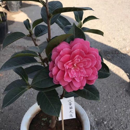 大理茶花云南茶花六角恨天高恨天高茶花名贵大理茶花量少品种正宗