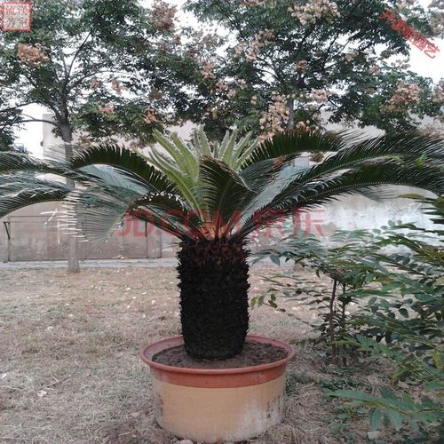 铁树大铁树铁树苗盆栽庭院室内花卉铁树盆景小苏铁四季常青铁树盆栽苗
