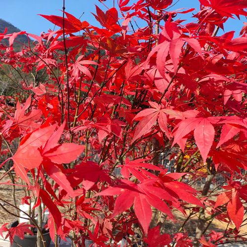 有明野村枫树 野村系列三季红枫品种日本红枫庭院主树