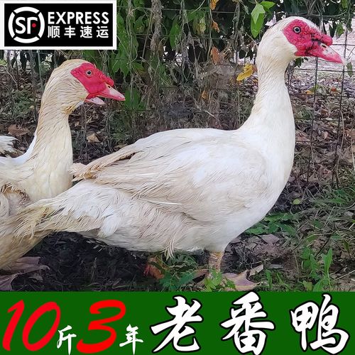 农家红脸番鸭红头鸭10斤大番鸭藤子鸭苏北新鲜整鸭散养番鸭现杀