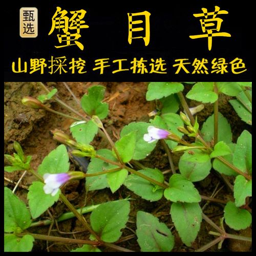 定经草 新鲜现釆 潮汕青草药蟹目草四方草田蟹目小号蛇针草定经草