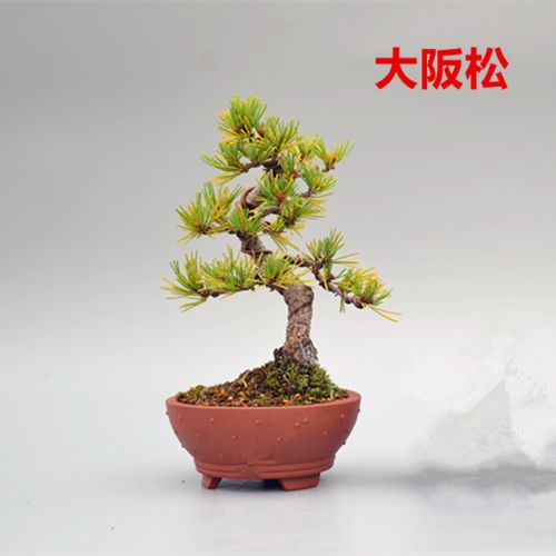 禅意日本金针大阪松微型盆景盆栽实物老桩短针常青绿植五针松精品
