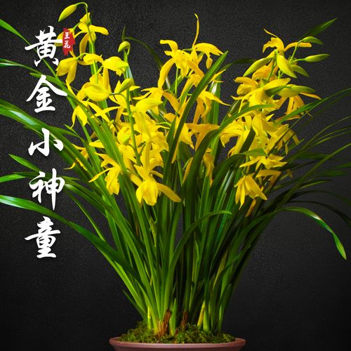 黄金小神童兰花盆栽四季兰草名贵浓香型花苞建兰好养