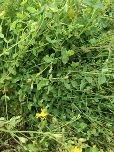 新鲜田基黄地耳草斑鸠窝雀舌草一条香禾虾气禾霞气新鲜现采500克