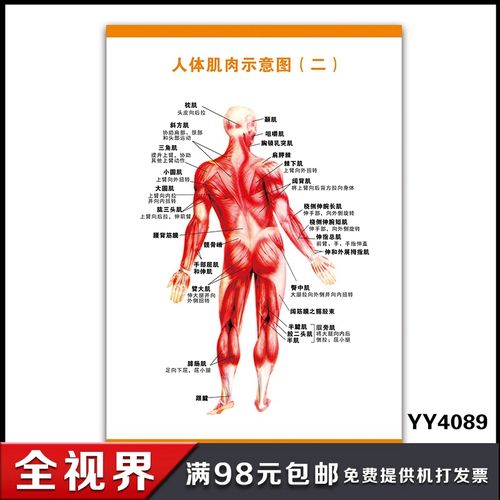 人体背面肌肉图解科普挂图 人体结构解剖示意图 健身房宣传海报