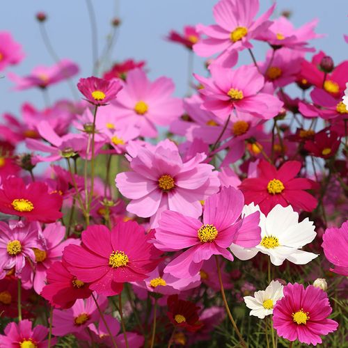 花玲珑 百日草花籽四季开花室外易活花种籽子庭院阳台