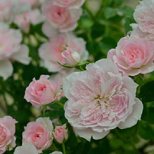 薇月季 幸福之门/庭院植物花卉玫瑰月季花盆栽买二送一