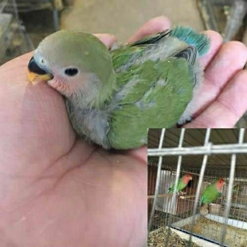 活物人可上手鹦鹉半毛雏鸟幼鸟活体 绿桃牡丹半毛雏鸟1只 喂食器 奶粉
