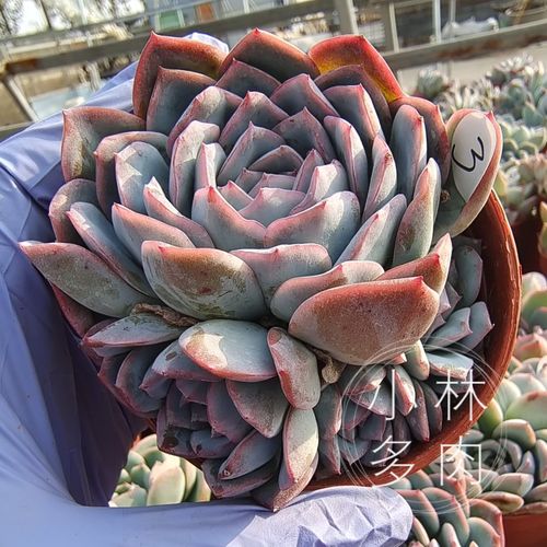 一物一拍 果冻色水莲月影系多头群生爆盆多肉 11月20日更新