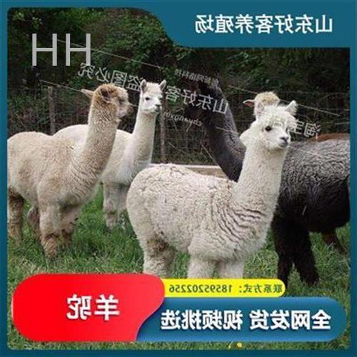 iki羊驼活物宠物型羊k驼驼u驼崽活羊羊萌景物大小活动宠羊驼活区