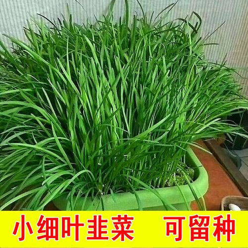 香韭菜种子 原生态农家小细叶韭菜多年生阳台盆栽四季种蔬菜籽