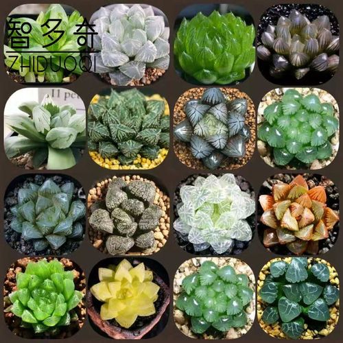 玉露多肉植物大颗好养肉肉稀有品种精品多肉花卉绿植