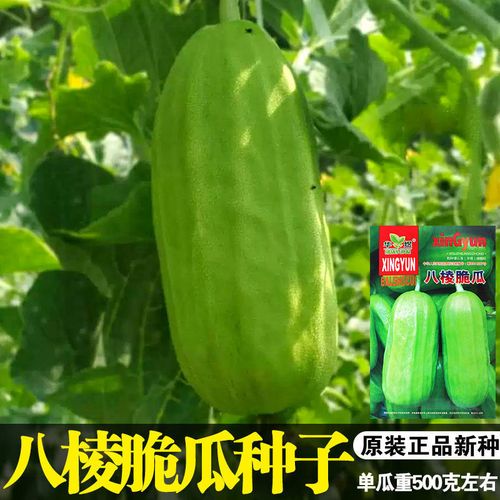 八棱脆瓜种子青龙菜瓜种籽早熟高产薄皮酥瓜籽甜瓜水果蔬菜种子孑