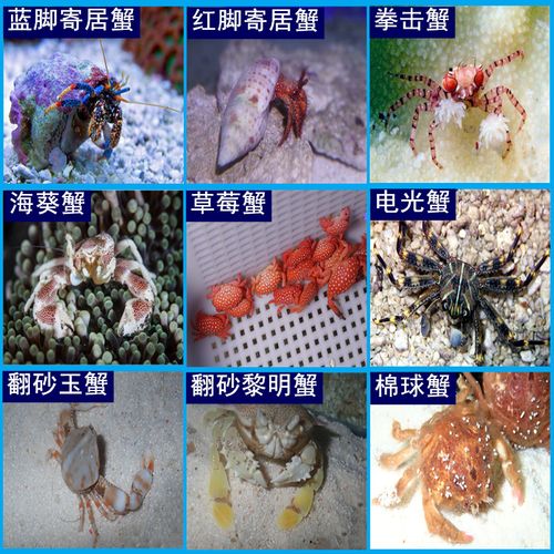 海水观赏蟹海蟹海葵蟹拳击蟹电光蟹翻沙玉蟹黎明蟹红脚蓝脚寄居蟹