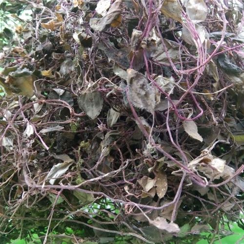 贵州草药野生风柜斗草 中药材风谷草红杆小叶楮头红农家原药100克