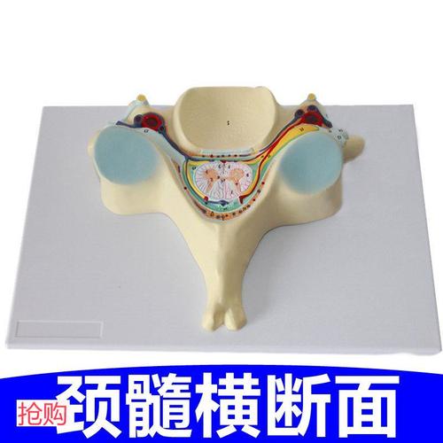 颈部脊髓横断面脊神经椎管中枢临床麻醉神经细胞神经元突触反射弧