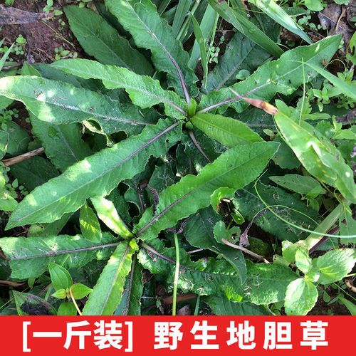 野生新鲜地胆草鞋板地胆头苦地胆兔耳风坐地娘去湿汤料清火热凉茶